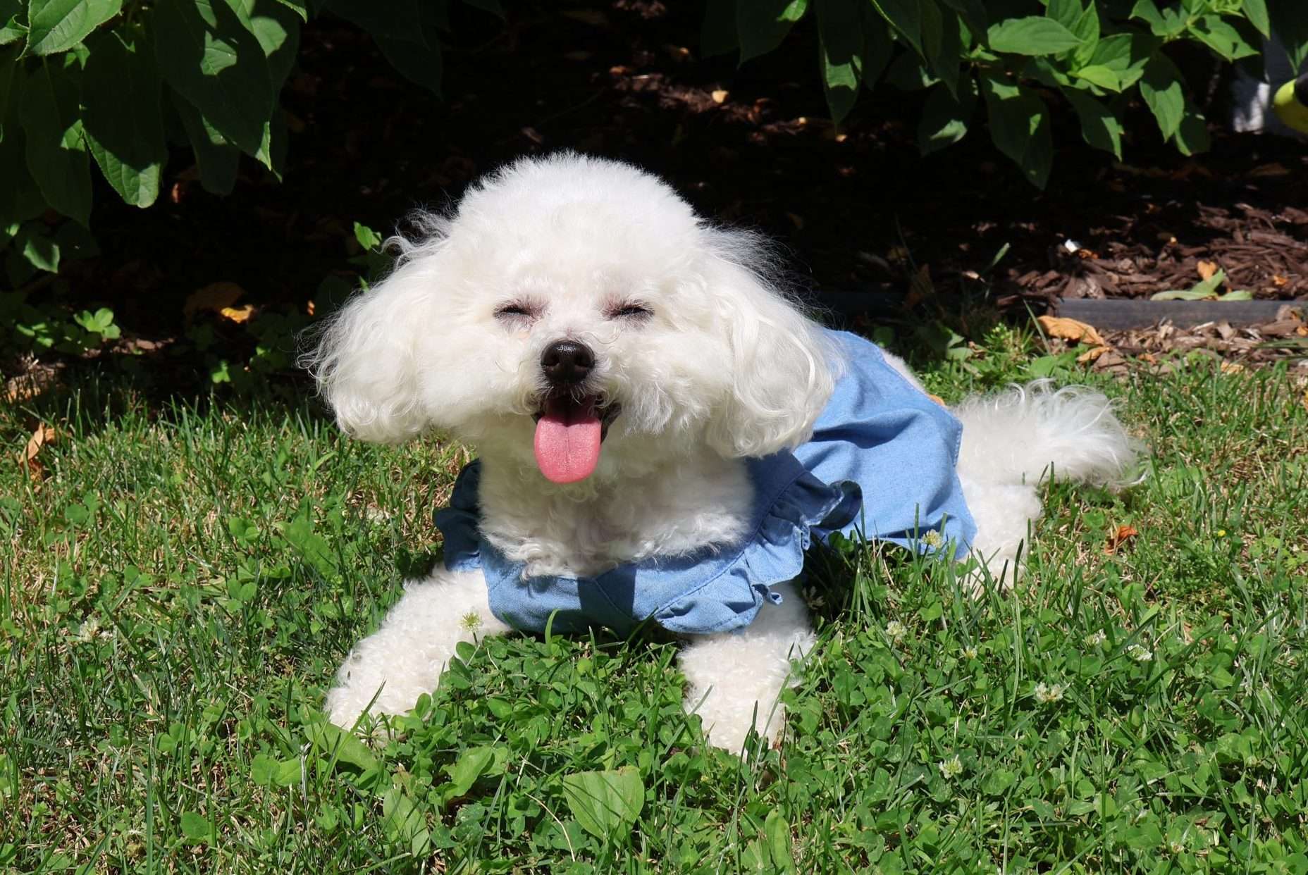 Bella, a white therapy dog, sitting on the grass